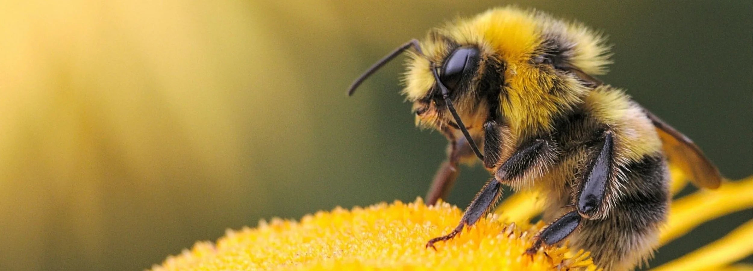 Apiculture